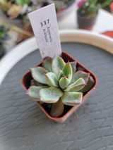 Zoila. review photo