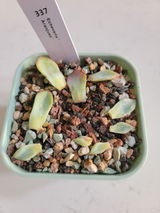 Zoila. review photo