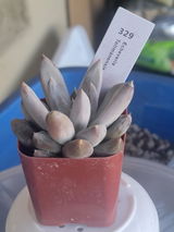 Zoila. review photo