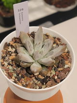 Zoila. review photo
