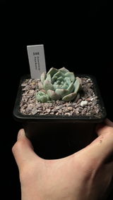 C.Y. review photo