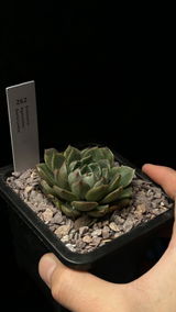 C.Y. review photo