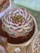 Celina review photo