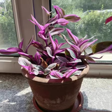 Tabatha review photo