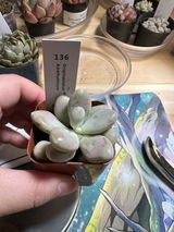 Krystal Giang review photo