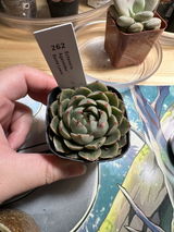 Krystal Giang review photo
