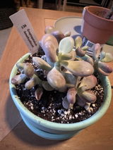 Kelley Frisch review photo