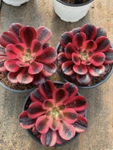 Dylan Ramirez review photo