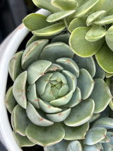 Michelle Elsokary review photo