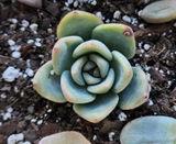 Dolores Moran review photo