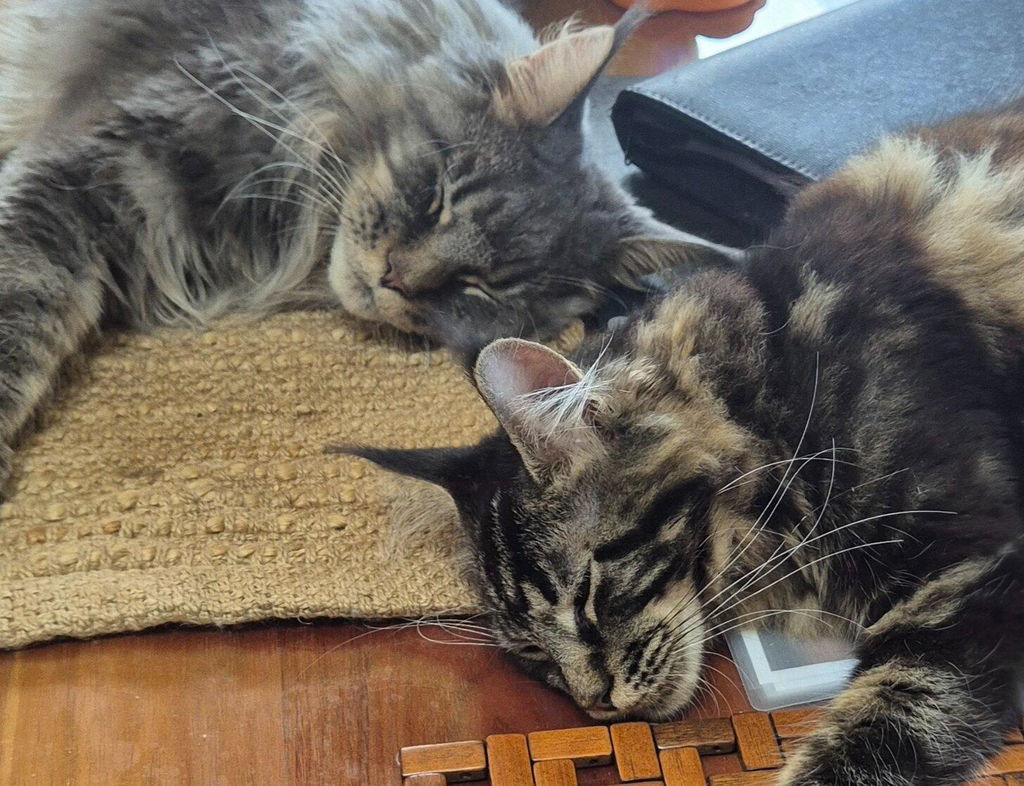Serene Freeze Dried Treats - Cat Calming Treats 50g