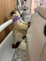 Happy cat mum review photo