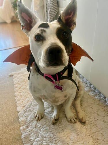 Jurassic Bark presents - collection