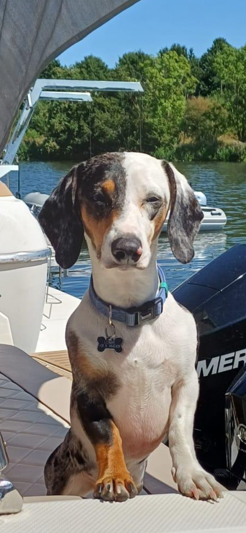 Adidog