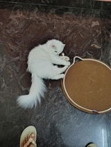 Kittu review photo