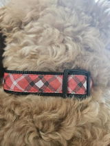 Abby review photo