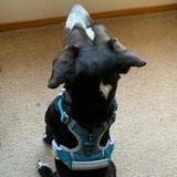 Northprongpaws review photo
