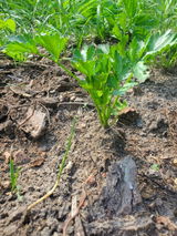Erin review photo