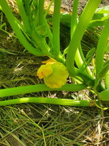 Erin review photo
