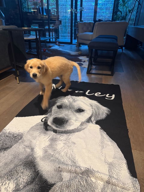 Custom Pet Picture Blanket – Merino Wool Blend