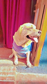 Gunjan bhojwal review photo