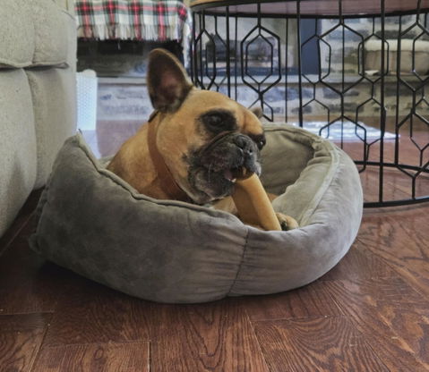 Large Split Antler Dog Treats | 2 Piece Durable Dog Chew for Strong Jaws