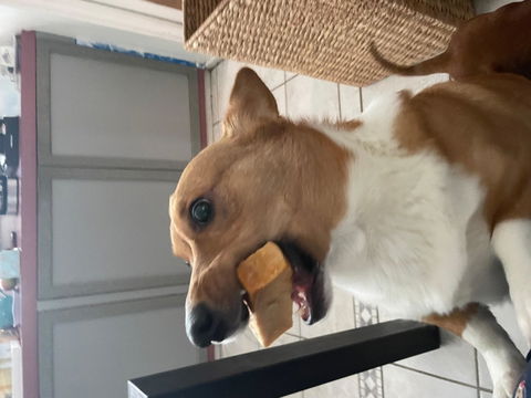 Long lasting Yak Cheese Chews for Small Dogs - 5 sticks