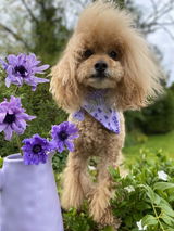 Lavender dog bandana