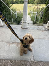 Cornish Tartan Dog Lead