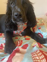 Jam First! Dog Harness