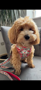 Jam First! Dog Harness