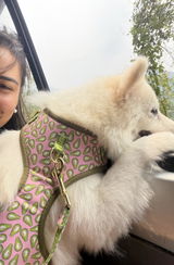 Ritika review photo