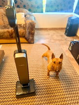 Argyro Valvi(Proud to be Greek kennel) review photo