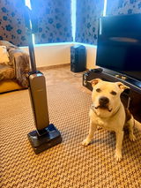 Argyro Valvi(Proud to be Greek kennel) review photo