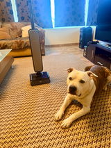 Argyro Valvi(Proud to be Greek kennel) review photo