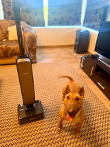 Argyro Valvi(Proud to be Greek kennel) review photo