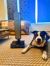 Argyro Valvi(Proud to be Greek kennel) review photo