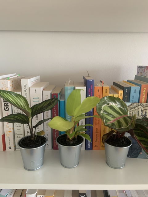 Tiny Tropics Box