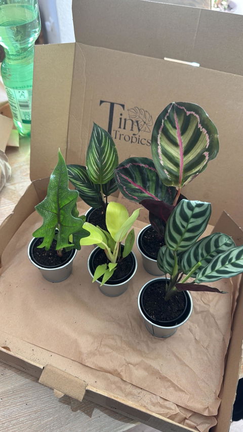 Tiny Tropics Box