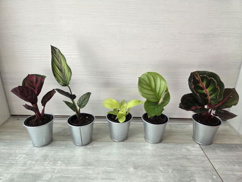 Tiny Tropics Box