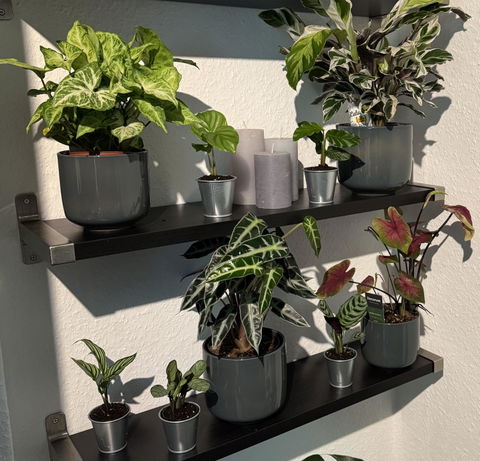 Tiny Tropics Box