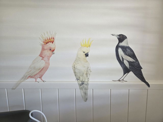 Customer photo: Cockatoo & Magpie Bird Decals