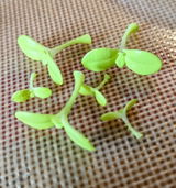 Elvera L review photo