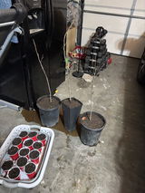 Gardener Jesse review photo