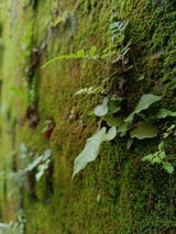 Eve review photo