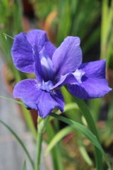 Jasmin review photo