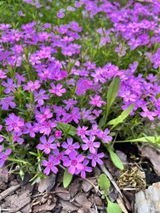Heather review photo