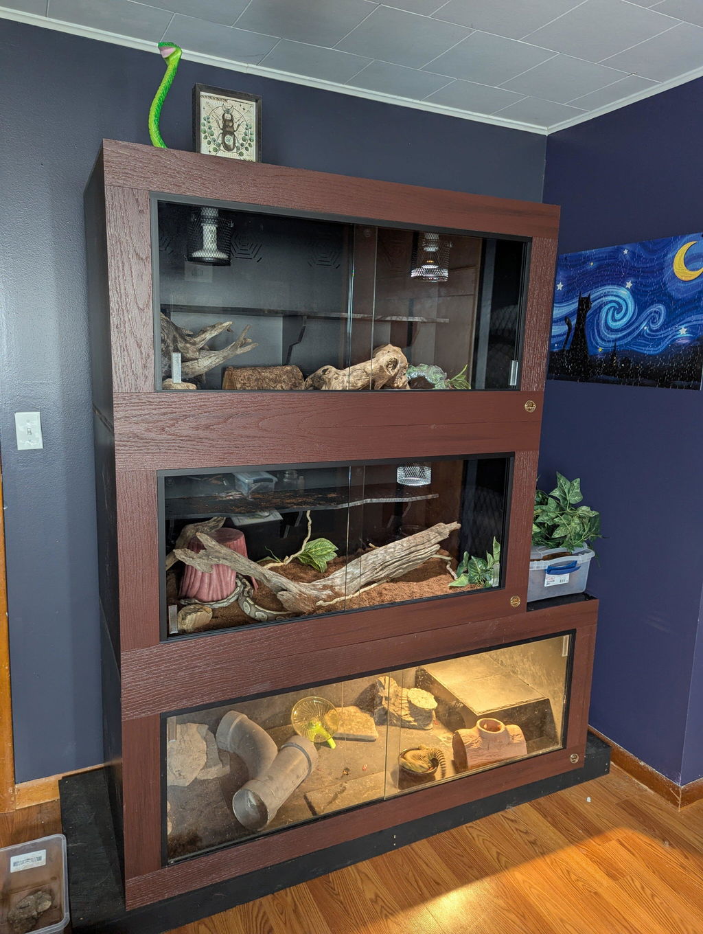 Royal Lounge | 4'x2'x2' Ball Python Enclosure Setup | Luxury Ball Python Cage