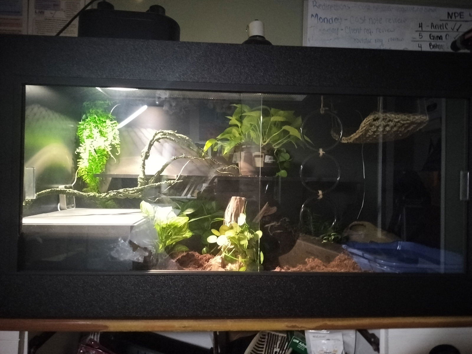 Royal Lounge | 4'x2'x2' Ball Python Enclosure Setup | Luxury Ball