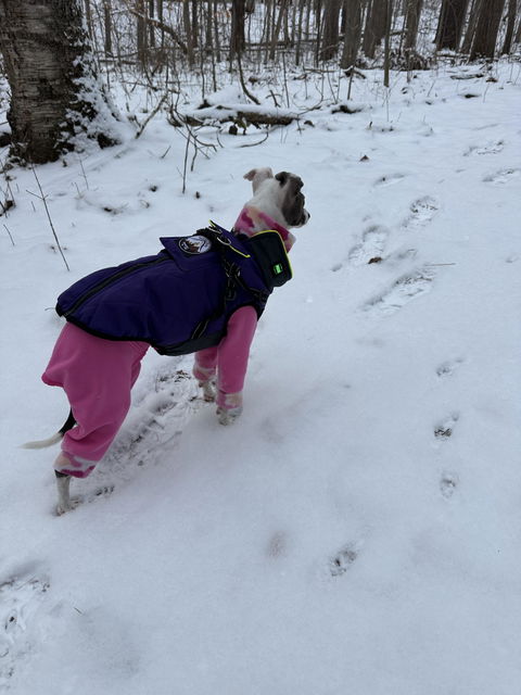 The Otto 3 Season Heated Dog Vest